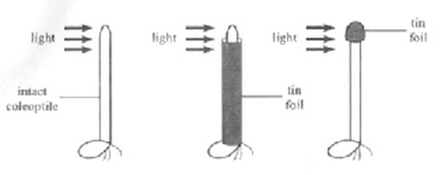 Question figure