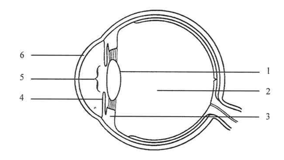 Question figure