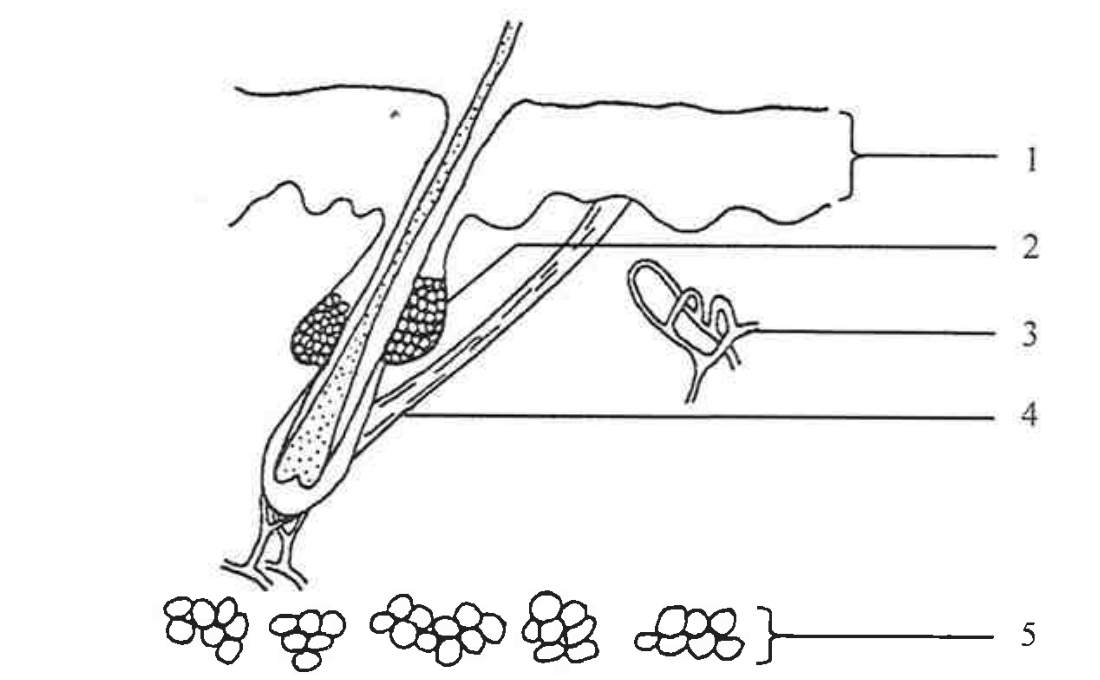 Question figure
