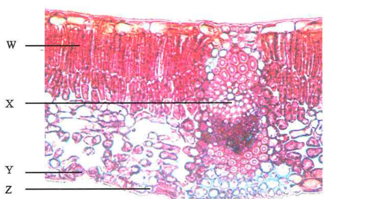 Photomicrograph of a leaf cross section