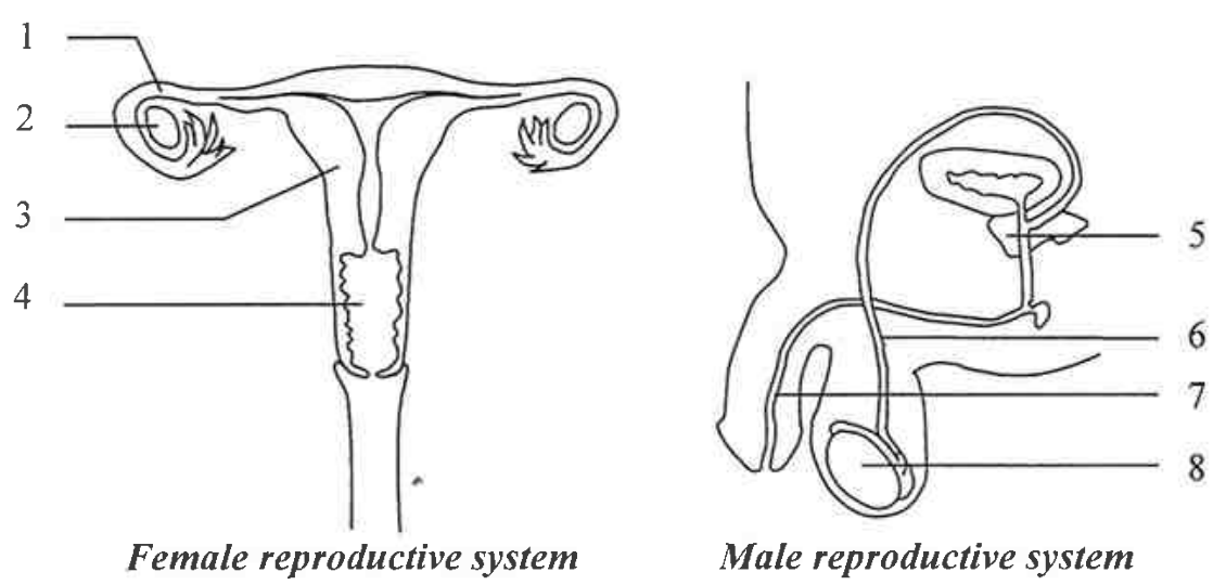 Question figure