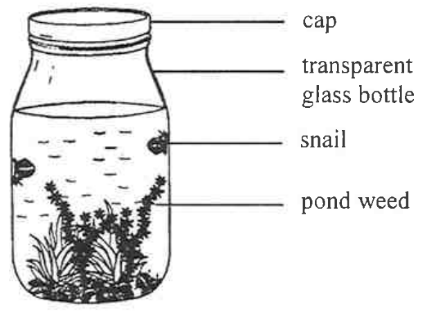 Sealed bottle containing snails and pond weed