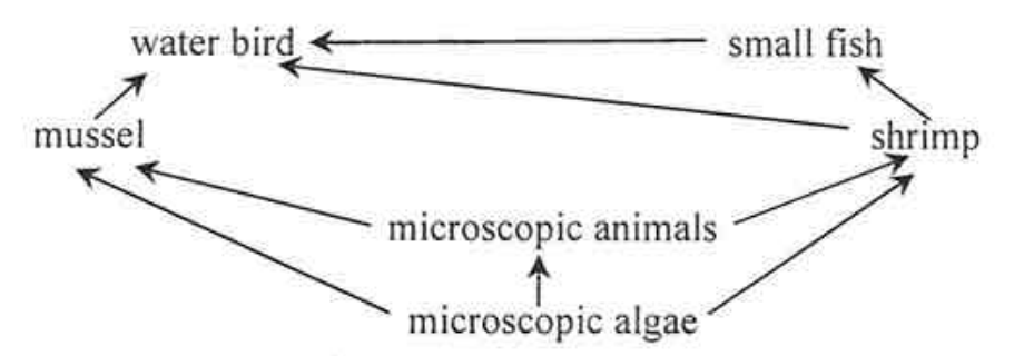 Food web