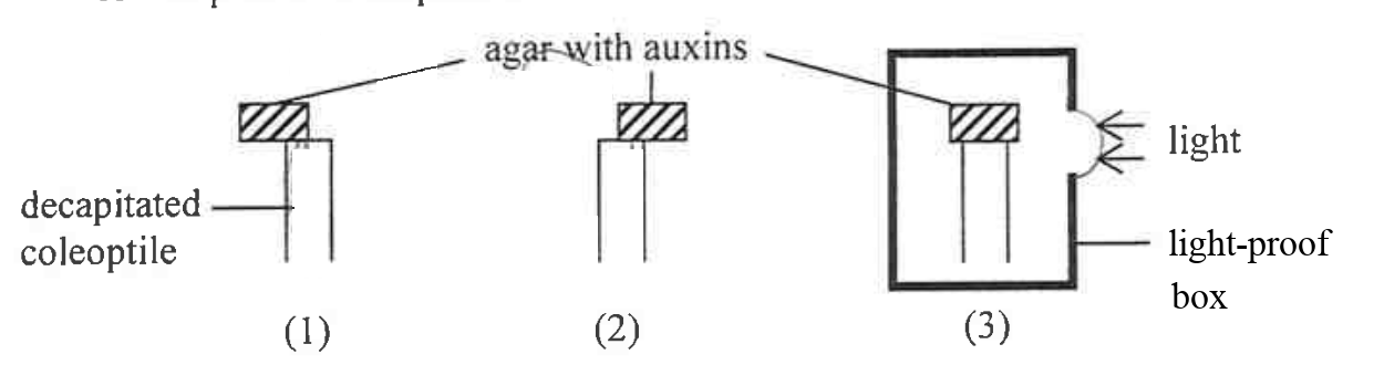 Three decapitated coleoptiles with agar blocks containing auxins