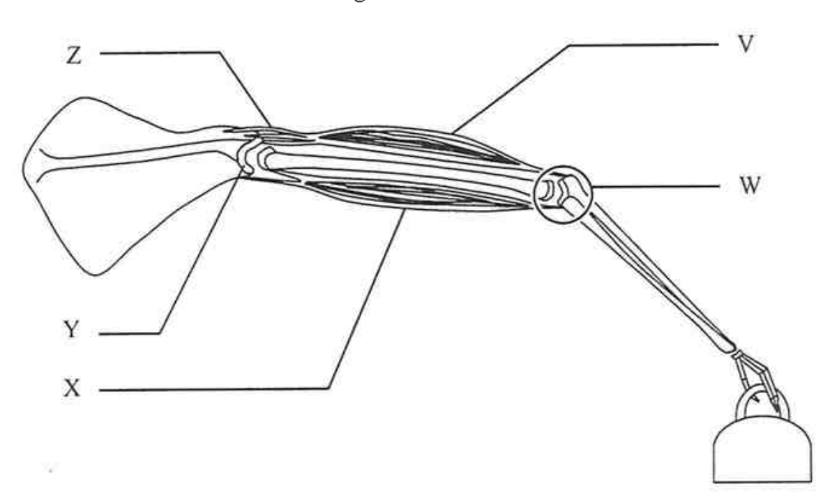 Question figure