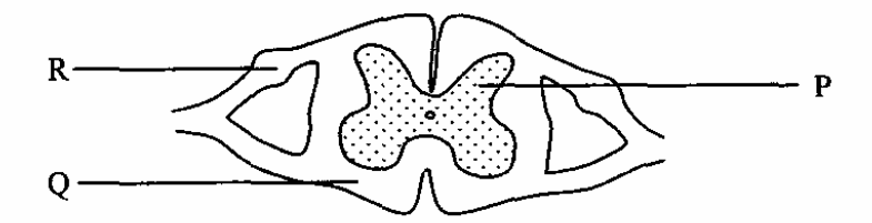 Question figure