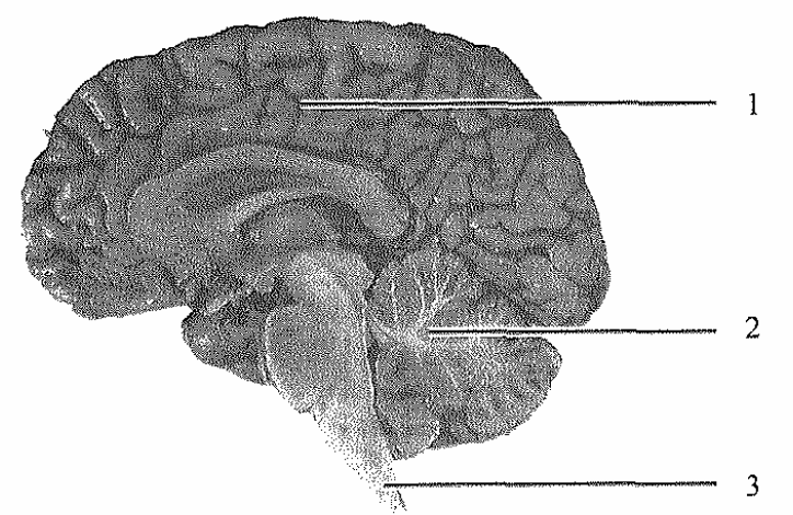 Question figure