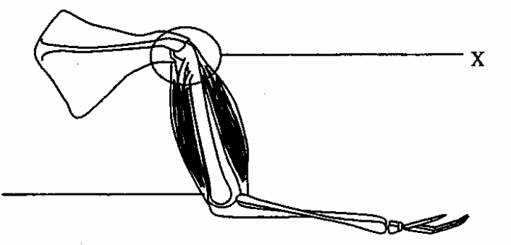 Question figure