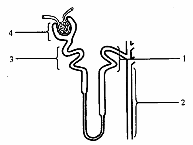 Question figure