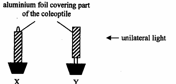 Question figure
