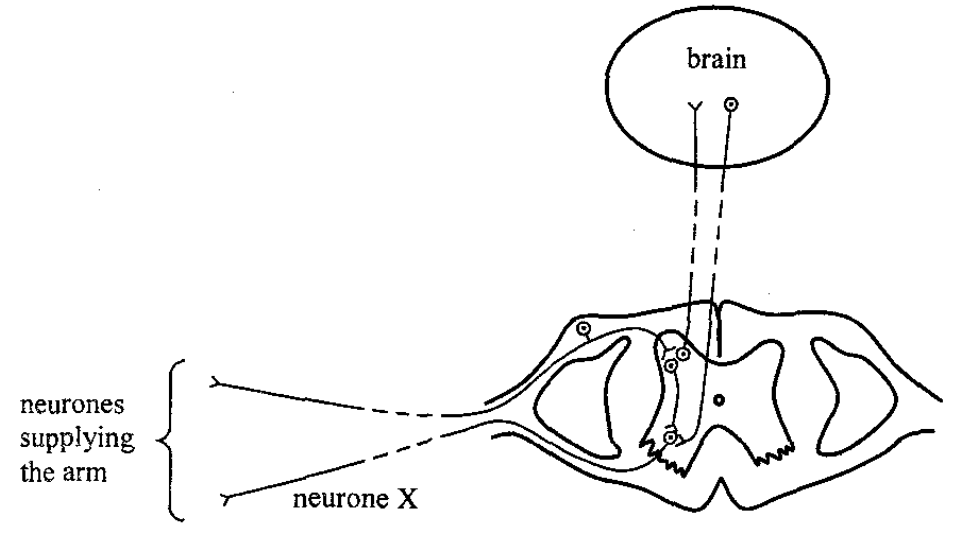 Neurones in the spinal cord and brain, with neurone X