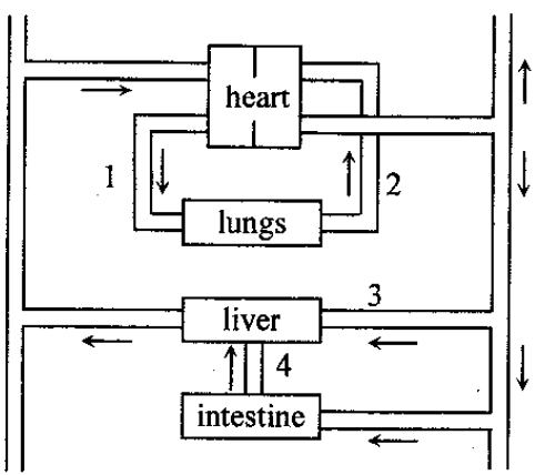 Part of the human circulatory system