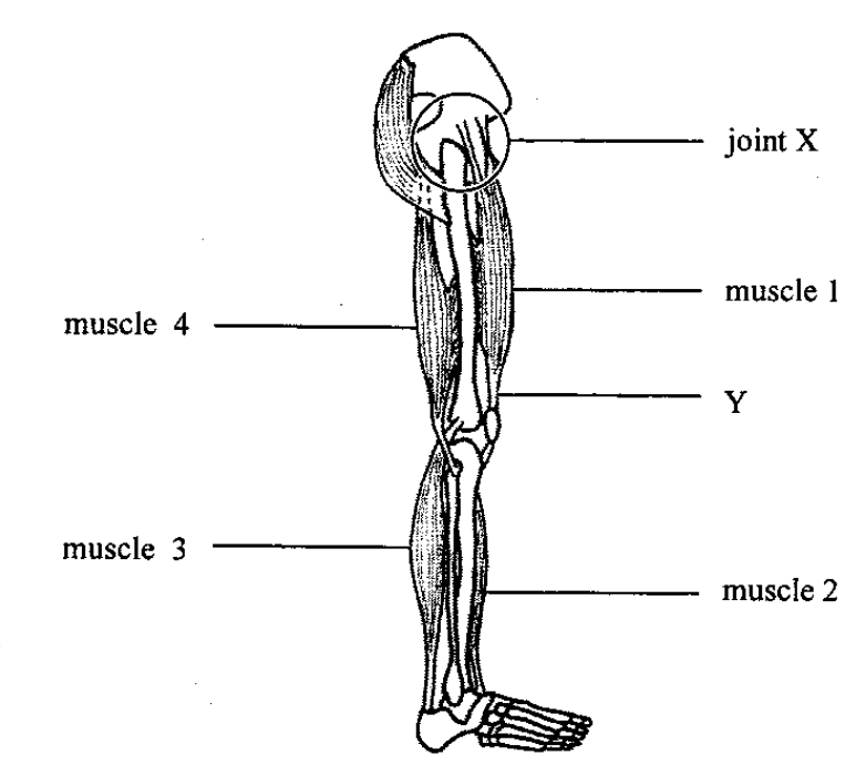 Leg muscles 1 to 4, joint X and Y