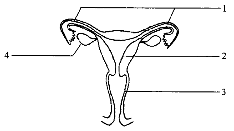 Female reproductive system with parts 1 to 4