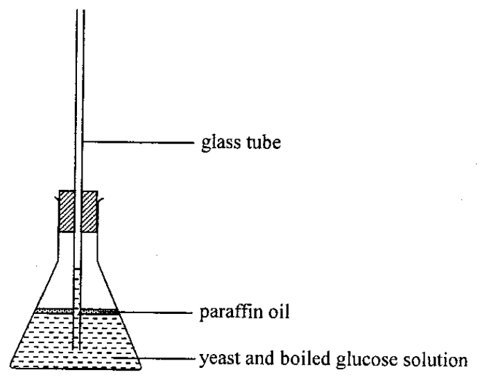 Flask with yeast and boiled glucose solution, paraffin oil and glass tube