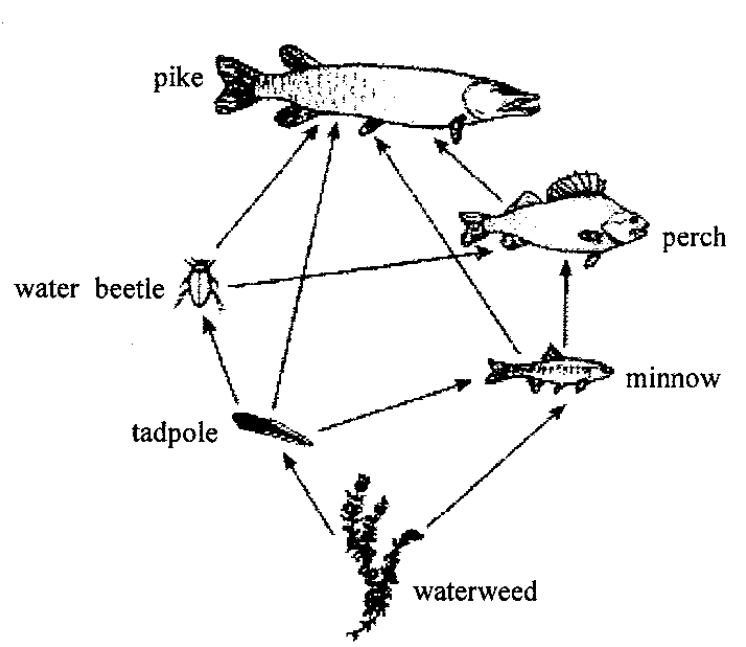 Food web of pike, perch, minnow, water beetle, tadpole and waterweed