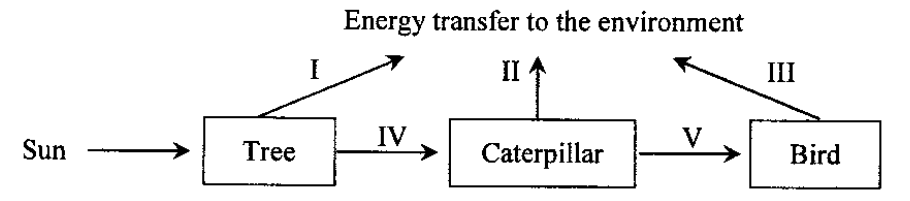 Energy flow: Sun to tree, caterpillar and bird, with arrows I to V