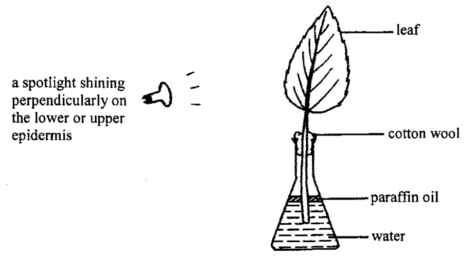 Leaf in a flask with a spotlight