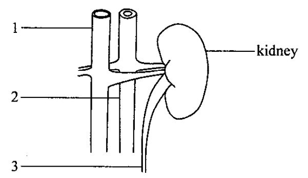 Kidney and associated vessels 1, 2 and 3
