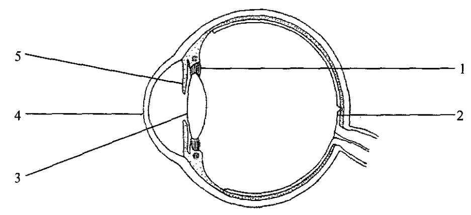 Section of the eye with parts 1 to 5
