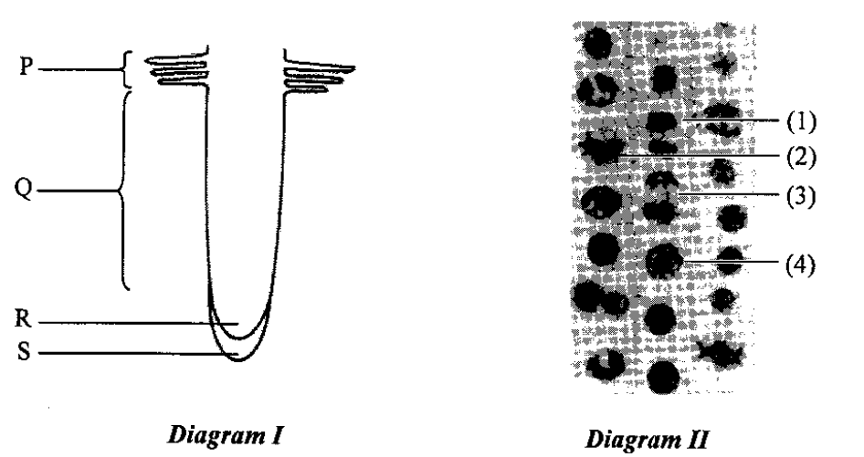 Diagram I: root with regions P, Q, R, S; Diagram II: photomicrograph of cells 1 to 4