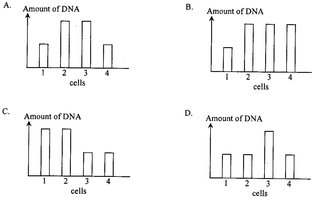 Bar charts A to D of the amount of DNA in cells 1 to 4