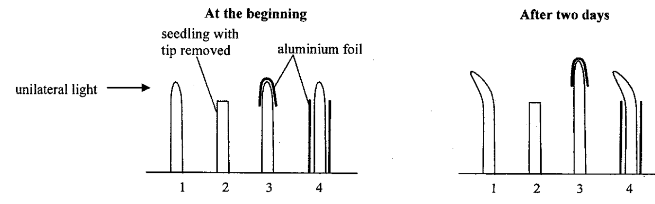 Four seedlings at the beginning and after two days of unilateral light