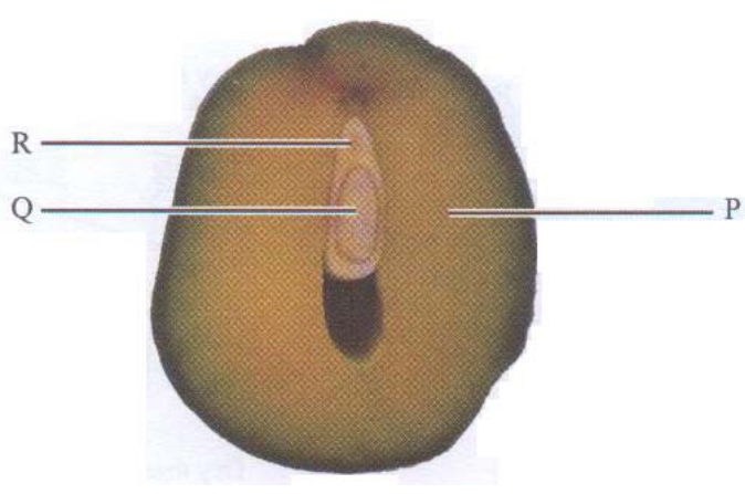Cross section of a mango with parts P, Q and R