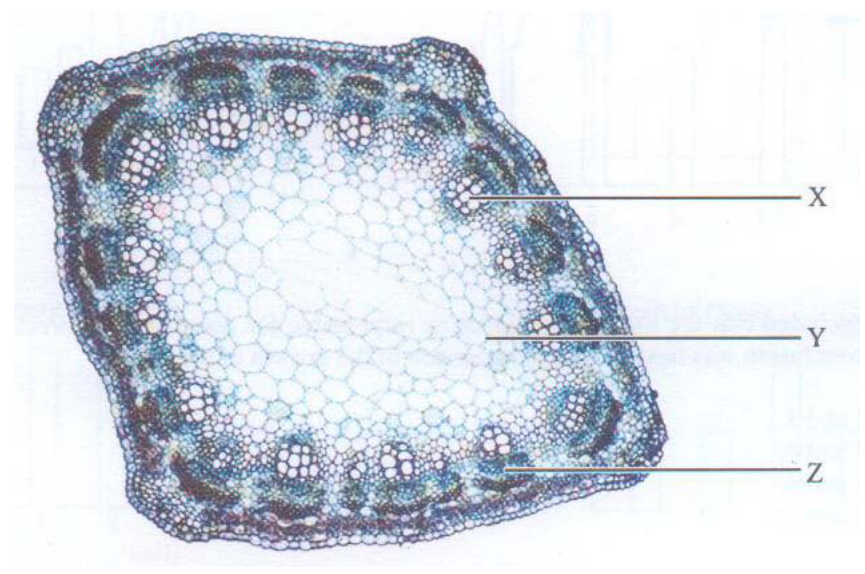 Photomicrograph of a stem cross section with regions X, Y and Z