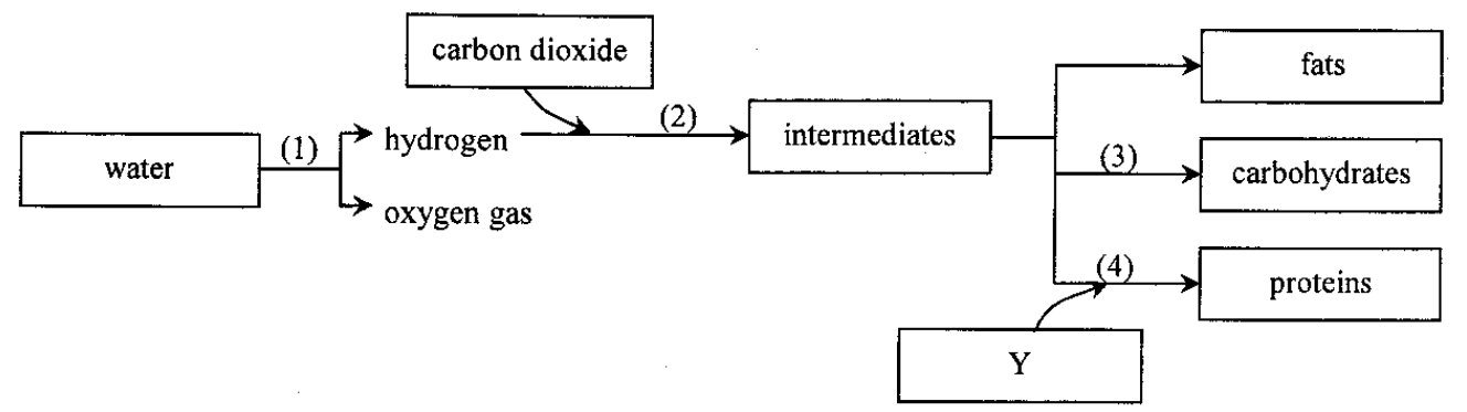 Metabolic pathways in a mesophyll cell