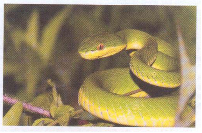 Photograph of a green snake