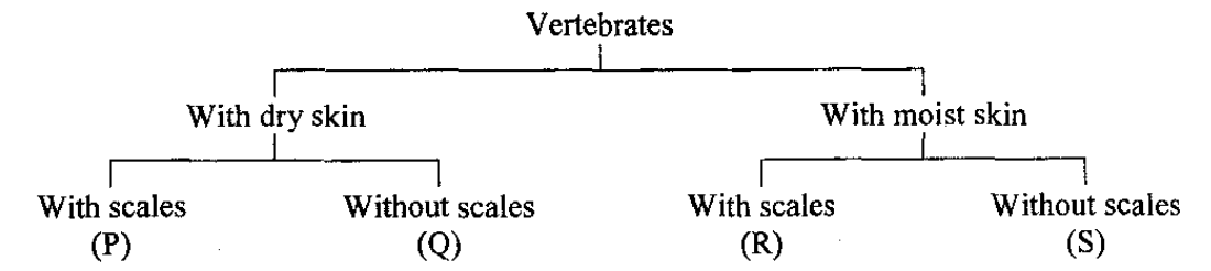 Simple key for vertebrate groups P, Q, R and S