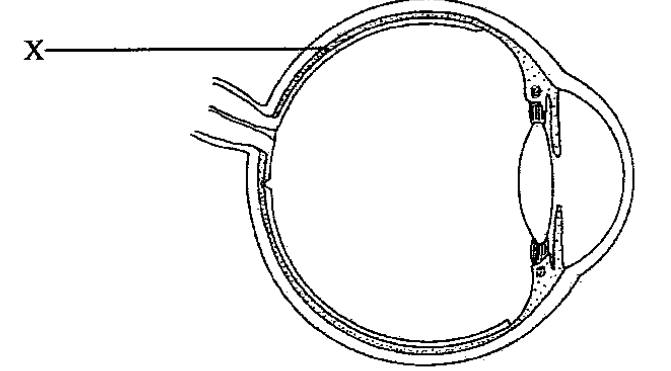 Question figure