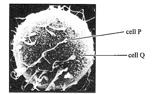 Question figure