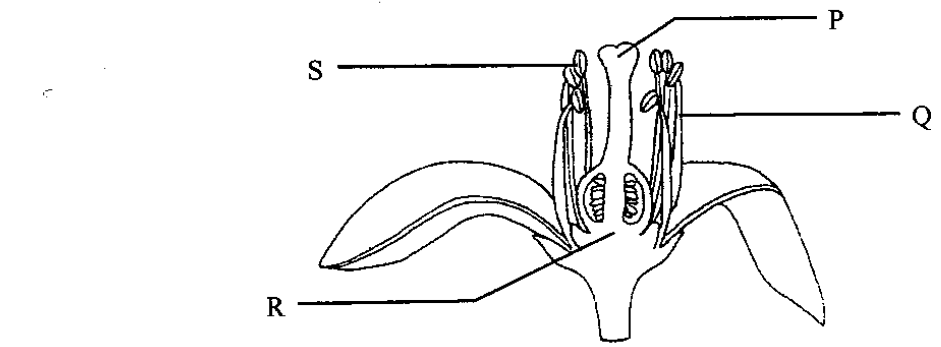Question figure