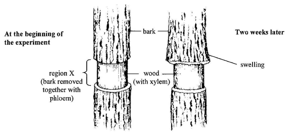 Question figure