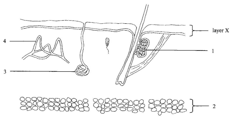 Shared diagram