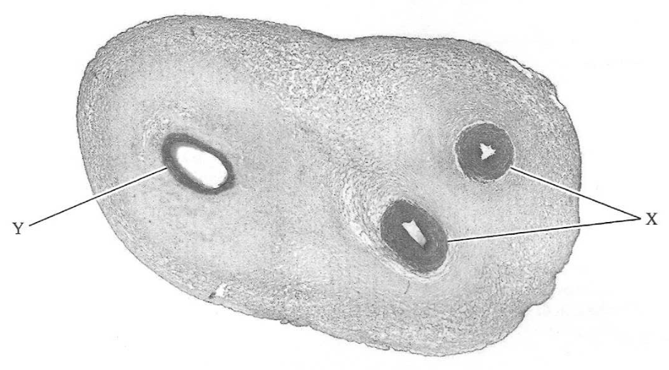 Question figure