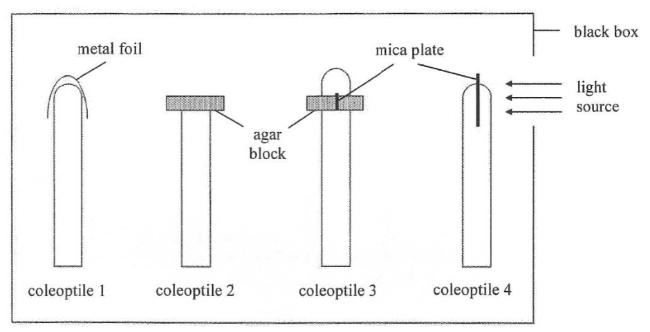 Shared diagram