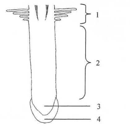 Question figure