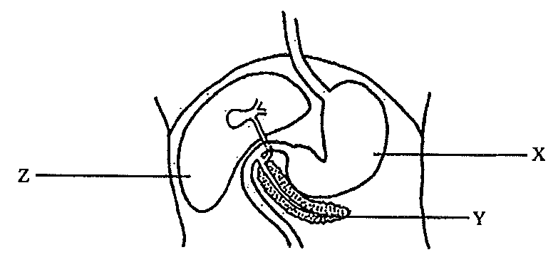 Question figure