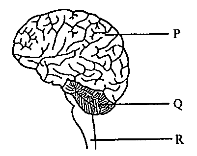 Question figure