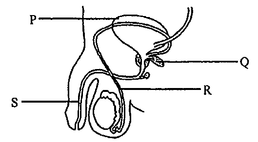 Question figure