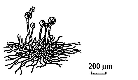 Question figure