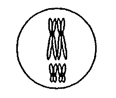 Question figure