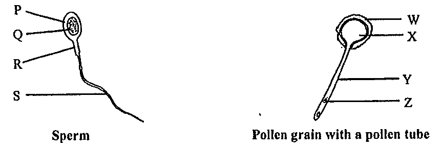 Question figure