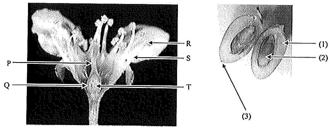 Question figure