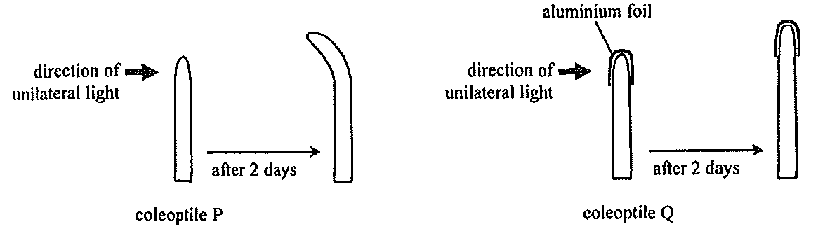 Question figure