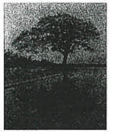 Photograph of a tree and its image on a calm water surface