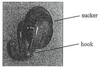 Photograph of a sucker sticking to a hook on a vertical wall
